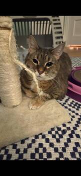 Domestic Short Hair Cats Available for Adoption - Brady | PetCurious