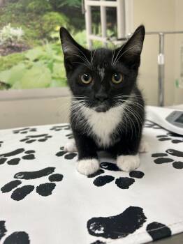 Major -  Domestic Short Hair Cat for Adoption in Lancaster, Pennsylvania - Major | PetCurious