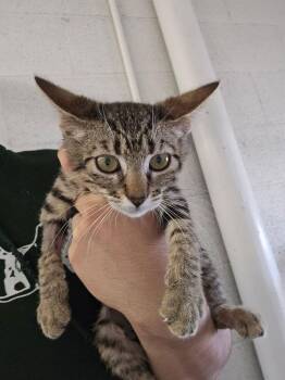 Domestic Short Hair Cats Available for Adoption in Ontario, California - Erica | PetCurious