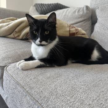 Jingle -  Domestic Short Hair and Tuxedo Cat for Adoption in New York, New York - Jingle | PetCurious