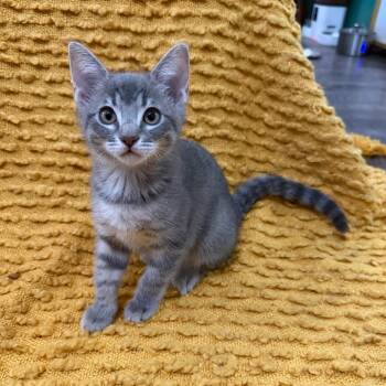 Ponzu -  Domestic Short Hair Cat for Adoption in Los Angeles, California - Ponzu | PetCurious