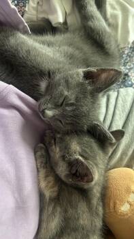 Milo -  Domestic Short Hair Cat for Adoption in Jersey City, New Jersey - Milo | PetCurious