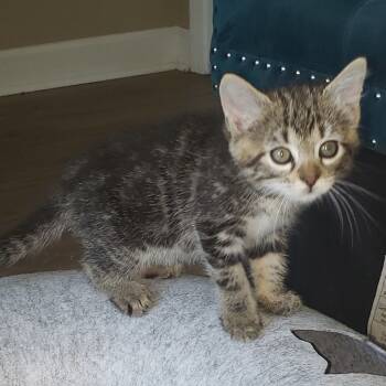 Rescue American Shorthair Cats for Adoption in Mount Vernon, Arkansas - Katniss | PetCurious