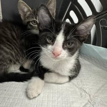 Bourbon -  Domestic Short Hair Cat for Adoption in Indianapolis, Indiana - Bourbon | PetCurious