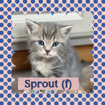 Sprout -  Domestic Short Hair Cat Available for Adoption in Union Grove, Wisconsin - Sprout | PetCurious