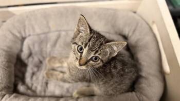 A610694 -  Domestic Short Hair Cat Available for Adoption in Modesto, California - A610694 | PetCurious