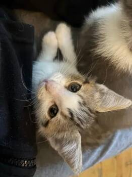 Trouble -  Domestic Short Hair Cat for Adoption in Wyoming, Michigan - Trouble | PetCurious