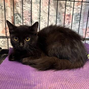 Fern -  Domestic Long Hair Cat for Adoption in Panama City, Florida - Fern | PetCurious