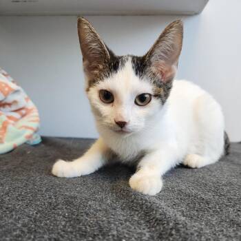 Bonbon -  Domestic Short Hair Cat for Adoption in Fort Wayne, Indiana - Bonbon | PetCurious