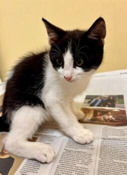 OREO -  Domestic Short Hair Cat for Adoption in Tustin, California - OREO | PetCurious