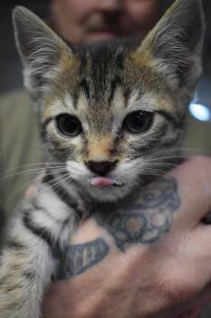 Jazzy (Nono K2) -  Domestic Short Hair Cat for Adoption in Pahrump, Nevada - Jazzy (Nono K2) | PetCurious