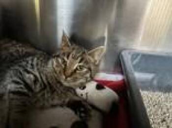 Domestic Short Hair Cats Available for Adoption - Chicken | PetCurious