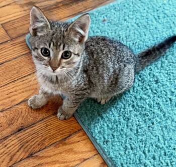 Rescue Domestic Medium Hair Cats for Adoption in Olean, New York - Buddy | PetCurious
