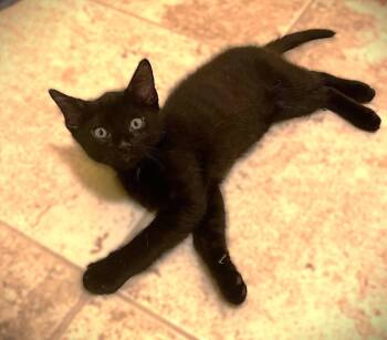 Frankie -  Domestic Short Hair Cat for Adoption in Fort Myers, Florida - Frankie | PetCurious