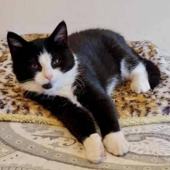 Rescue Domestic Short Hair Cats for Adoption in Richmond, Virginia - Roll The Dice | PetCurious