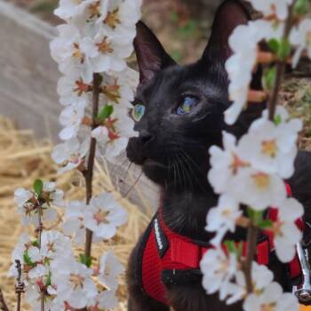 Rescue American Shorthair Cats for Adoption - Solè | PetCurious