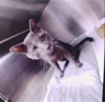 A1267832 -  Domestic Short Hair Cat for Adoption in Charlotte, North Carolina - A1267832 | PetCurious