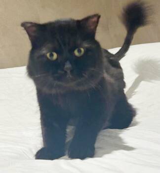 Maine Coon and Persian Cats Available for Adoption - Kalu Is STUNNING And So Loving!  EXOTIC FLOOF - Such A Doll!  VI | PetCurious