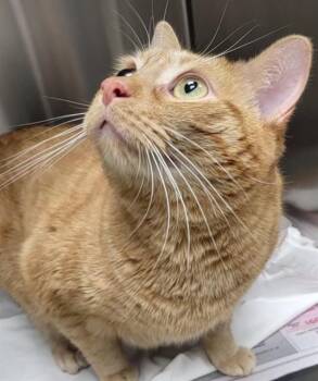 Domestic Short Hair Cats Available for Adoption - EDDIE | PetCurious