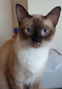 Cocoa - PSP Foster Home -  Siamese Cat for Adoption in Oakland Park, Florida - Cocoa - PSP Foster Home | PetCurious