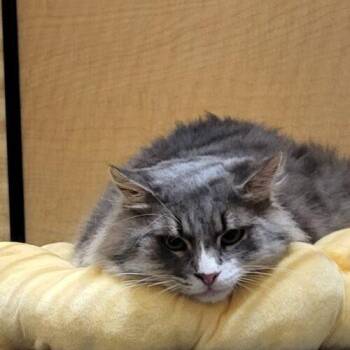Dempsey -  Domestic Medium Hair and Tabby Cat for Adoption in Gilbert, Arizona - Dempsey | PetCurious