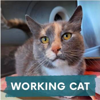 Cecilia -  Domestic Long Hair Cat for Adoption in Asheville, North Carolina - Cecilia | PetCurious