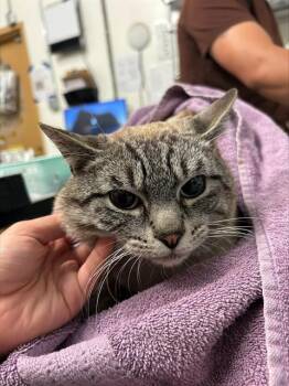 LUKE -  Domestic Short Hair Cat for Adoption in Alameda, California - LUKE | PetCurious