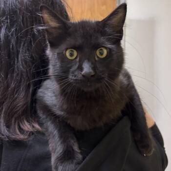 Bouncy House -  Domestic Medium Hair Cat for Adoption - Bouncy House | PetCurious