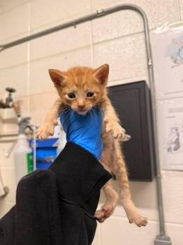 Domestic Short Hair Cats Available for Adoption in Fruit Heights, Utah - Gouda | PetCurious