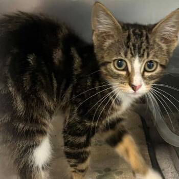 Coca Cola -  Domestic Short Hair Cat for Adoption in East Hanover, New Jersey - Coca Cola | PetCurious