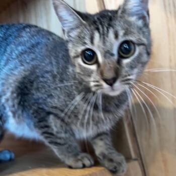 Sarafina -  Domestic Short Hair Cat for Adoption in Bentonville, Arkansas - Sarafina | PetCurious
