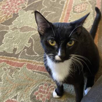 Rescue Domestic Short Hair Cats for Adoption in Washougal, Washington - Jelly Bean | PetCurious