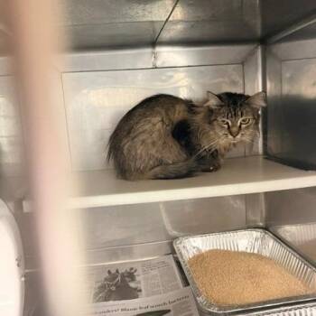 Tigress -  Domestic Medium Hair Cat for Adoption in Hawthorne, California - Tigress | PetCurious