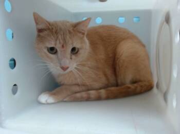 Rescue Domestic Short Hair Cats for Adoption in Albuquerque, New Mexico - PAN | PetCurious