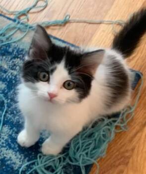 Domestic Long Hair and Domestic Short Hair Cats Available for Adoption in Seneca, South Carolina - Oreo $150 | PetCurious