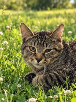 Bert 593-26 -  Domestic Short Hair Cat for Adoption in Cumming, Georgia - Bert 593-26 | PetCurious