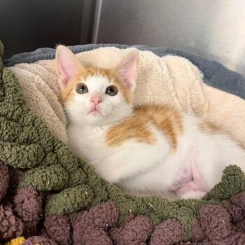 Outwit -  Domestic Short Hair Cat for Adoption in Marshall, Virginia - Outwit | PetCurious