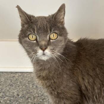 Dollie Mae -  Domestic Short Hair Cat for Adoption in Nashville, Tennessee - Dollie Mae | PetCurious