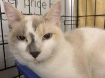 Rescue Siamese Cats for Adoption in Vacaville, California - Pippa | PetCurious