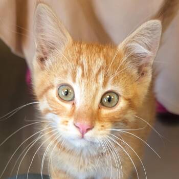 Micro - Reduced Fee -  Domestic Short Hair Cat Available for Adoption in Jefferson, Wisconsin - Micro - Reduced Fee | PetCurious