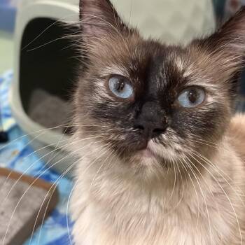 Domestic Long Hair Cats Available for Adoption in Camarillo, California - LAVENDER | PetCurious