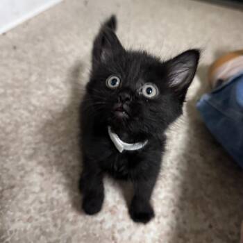 Domestic Medium Hair Cats Available for Adoption in Buellton, California - Kaylee | PetCurious