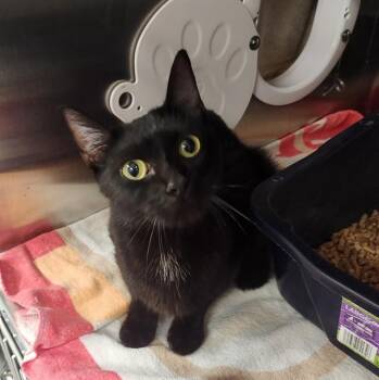 EVELYNE -  Domestic Medium Hair Cat for Adoption - EVELYNE | PetCurious