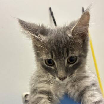 71511 -  Domestic Short Hair Cat for Adoption in Harrisonburg, Virginia - 71511 | PetCurious