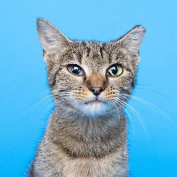 Mindy -  Domestic Short Hair Cat for Adoption in Franklin, Tennessee - Mindy | PetCurious