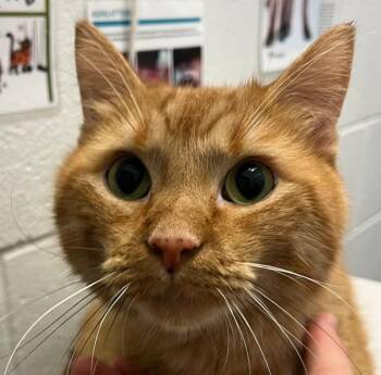 Tiggy -  Domestic Medium Hair Cat for Adoption in Golden, Colorado - Tiggy | PetCurious