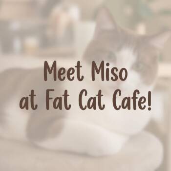 Miso at Fat Cat Cafe -  Domestic Short Hair Cat for Adoption in Tallahassee, Florida - Miso At Fat Cat Cafe | PetCurious