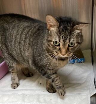 Rescue Domestic Short Hair Cats for Adoption in Cincinnati, Ohio - Foxxy | PetCurious