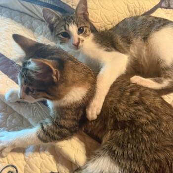 Chiffon -  Domestic Medium Hair Cat for Adoption in Gordonsville, Tennessee - Chiffon | PetCurious