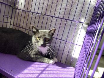 Rescue Domestic Short Hair Cats for Adoption in Salisbury, Massachusetts - Dash | PetCurious
